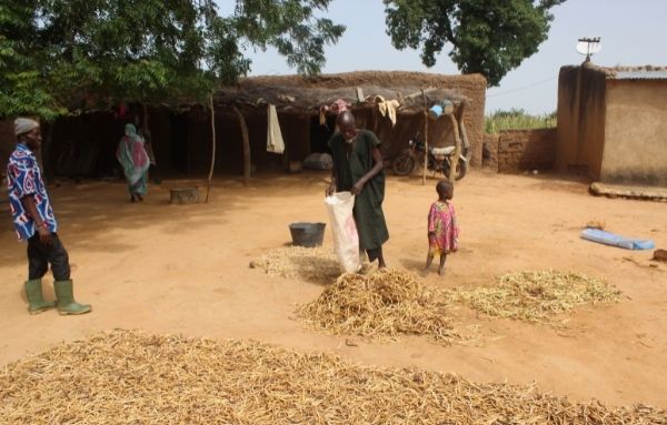 Eine Bauernfamilie sammeln Weizen in Säcke ein