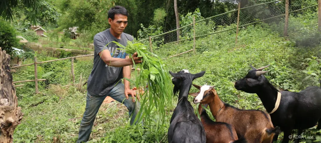 Ein Mann in einem Feld füttert Ziegen mit Gras