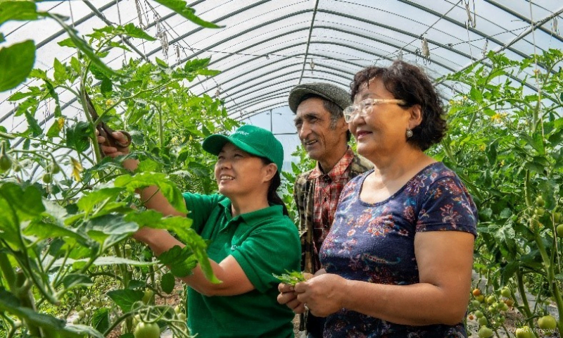 Drei Personen stehen in einem Gewächshaus und pflegen Tomatenpflanzen