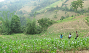 Landwirtschaft in Vietnam, drei Menschen begehen ein Feld