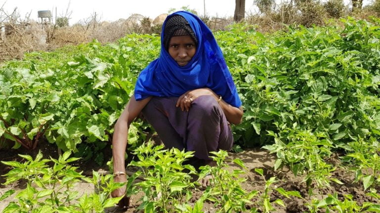 Eine Frau mit einer blauen Kopfbedeckung sitzt in der Hocke und erntet Gemüse