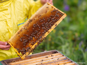 Ein Bienenwabenstück wird schräg gehalten, sodass der Honig langsam herabfließt, während Bienen darauf zu sehen sind.