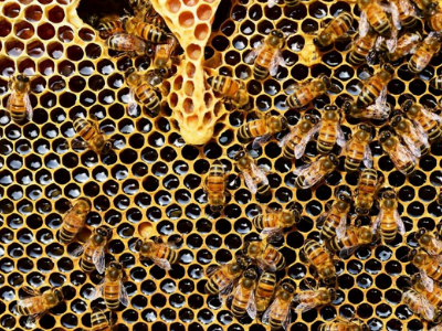 Ein Bienenwaben mit ganz vielen Bienen