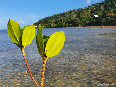 Ein Bild einer Mangrovenanpflanzung an der Küste von Fidschi. Das Bild wirbt für das Produkt "Mangroven spenden" im ADRA-Spendenshop.