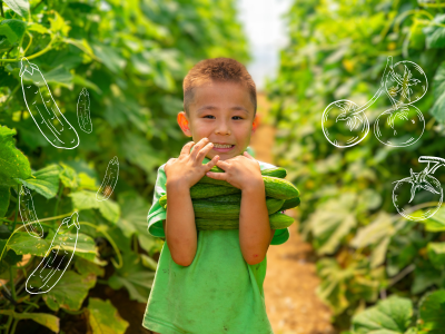 Eine junges Kind in einem grünen T-Shirt hat die Arme voll mit Gurken, die er frisch geerntet hat.