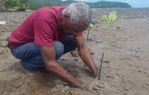 Ein Mann sitzt in der Hocke im Schlamm und pflanzt Mangroven in die Erde ein