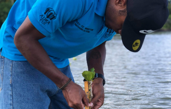 Ein ADRA-Mitarbeiter in einem blauen ADRA-Shirt steht im Meer und pflanzt eine Mangrovenpflanze im Wasser ein