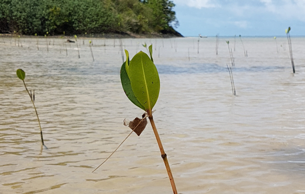 Eingepflanzte Mangrovenpflanzen entlang der Küste von Fidschi