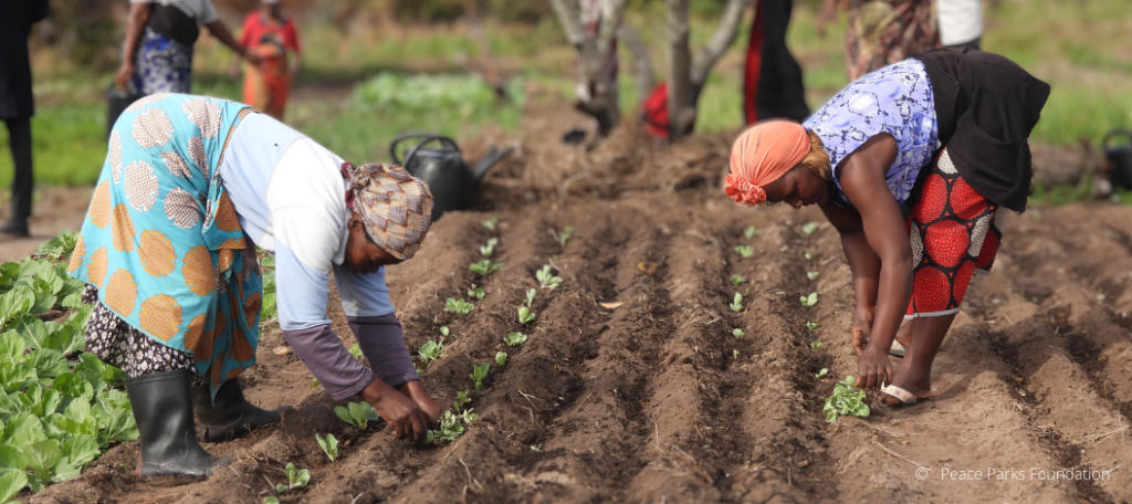 Landwirtinnen aus Mosambik sind dabei, Pflanzen einzusetzen.