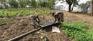 Zwei engagierte Frauen aus dem Südsudan stehen voller Entschlossenheit inmitten eines grünen Feldes und errichten eine beeindruckende Solaranlage. Ihr Einsatz für nachhaltige Energie und ihre Fähigkeit, Technologie zu nutzen, um positive Veränderungen voranzutreiben, sind in diesem inspirierenden Bild deutlich sichtbar.