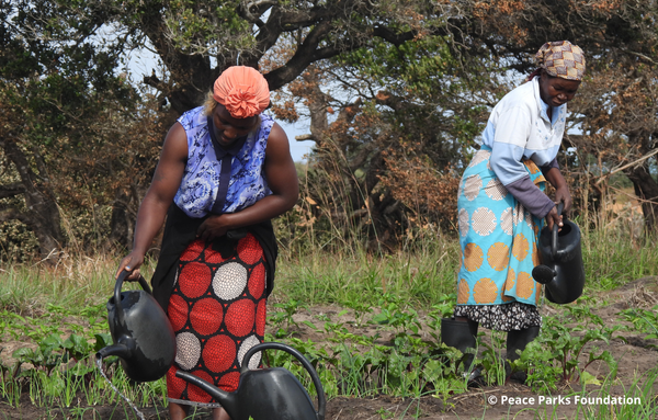 Frauen in Mosambik bewässern ihre Felder sorgsam mit Gießkannen.
