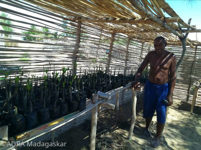 Ein Mann bereitet Mangroven Setzlinge für die Küste von Madagaskar vor.