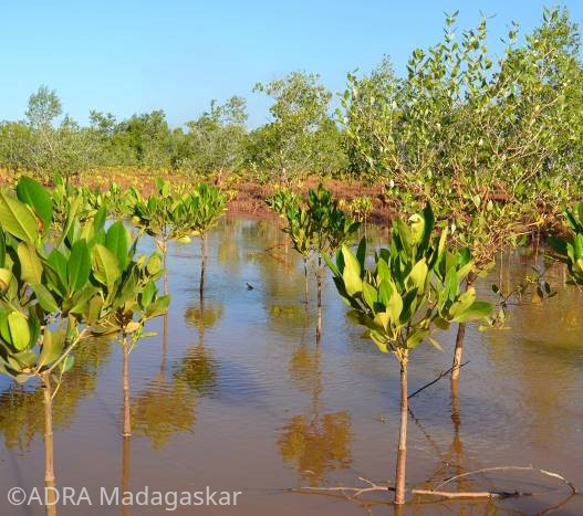 Mangroven Setzlinge an der Küste Madagaskars.