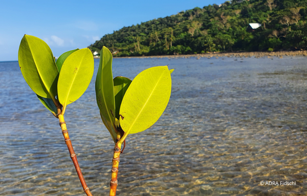 Mangrovenaufforstung in Fidschi