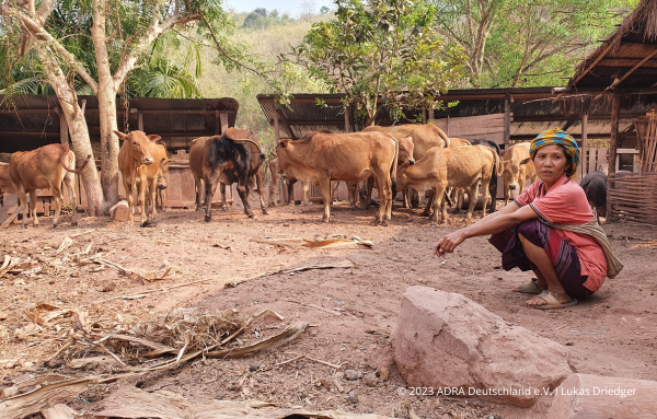Eine Bäuerin aus Laos betreut Kühe in einem Stall im Rahmen des ADRA-Projekts "Picrail" zur Ernährungssicherheit in abgelegenen Gemeinden.