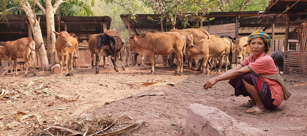 Bäuerin aus Laos betreut Kühe im Stall im ADRA-Projekt „Picrail“ zur Ernährungssicherheit in abgelegenen Gemeinden