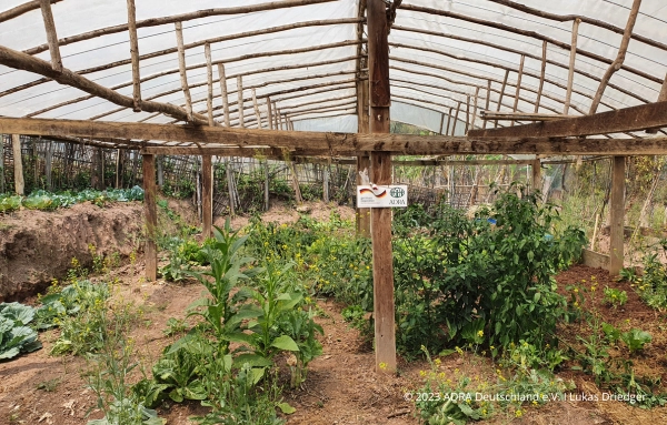 Gewächshaus in Laos mit grünen Gemüsepflanzen, gefördert von ADRA Deutschland e.V. und dem Auswärtigen Amt