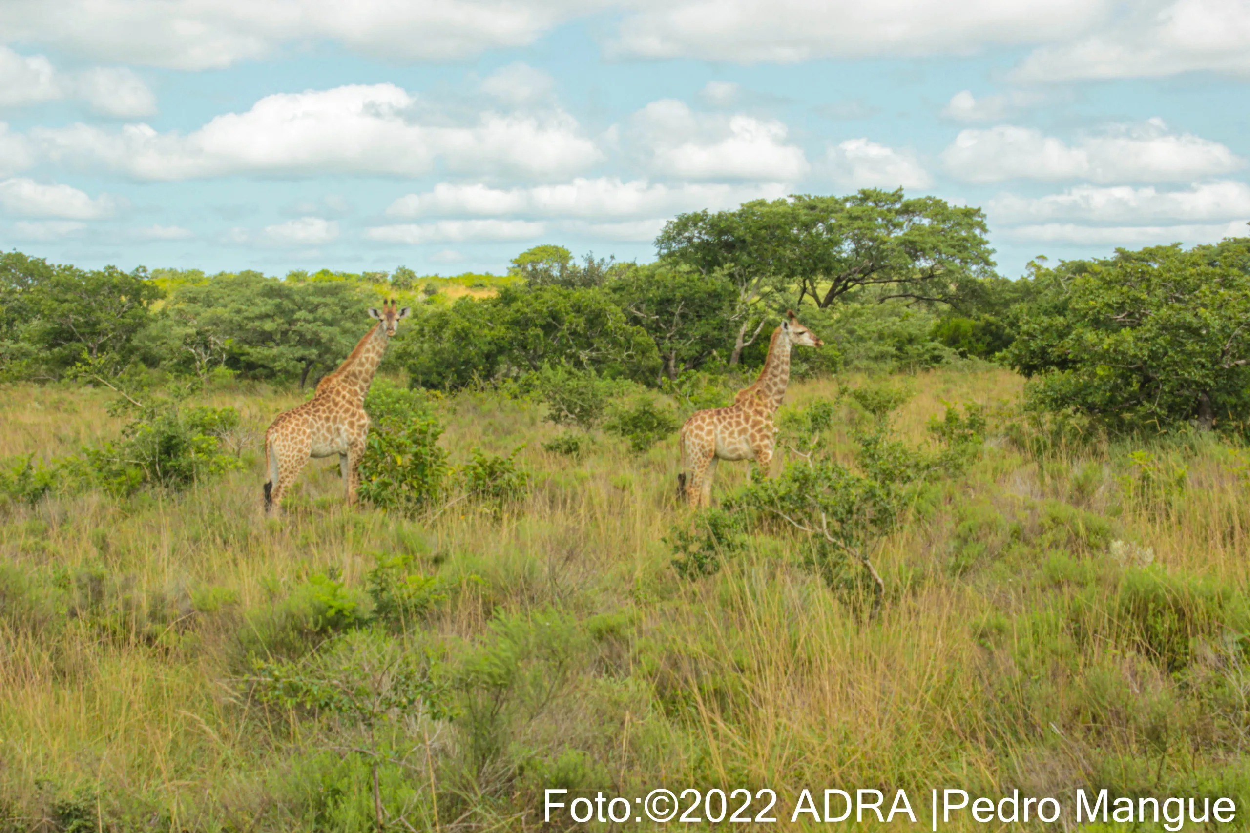 Zwei majestätische Giraffen stehen auf einer grünen Wiese in Mosambik