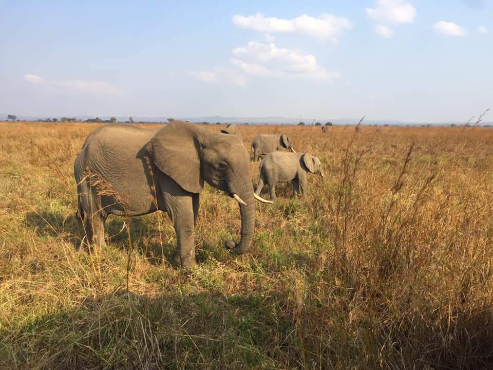 Drei Elefanten auf einer Wiese in Tansania