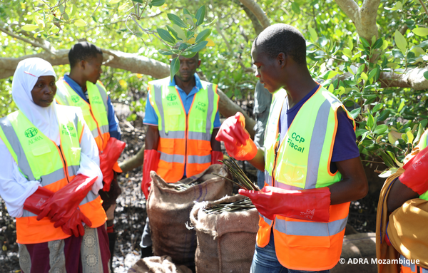 ADRA-Mitarbeiter schützen die Küste Mosambiks durch innovative Anbaumethoden.