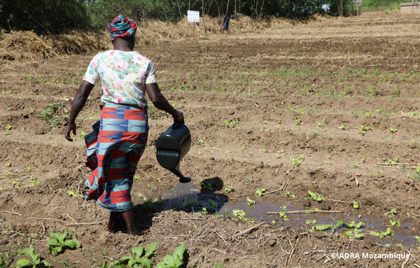 Landwirtin bewässert fruchtbares Ackerland in der Küstennähe von Mosambik.