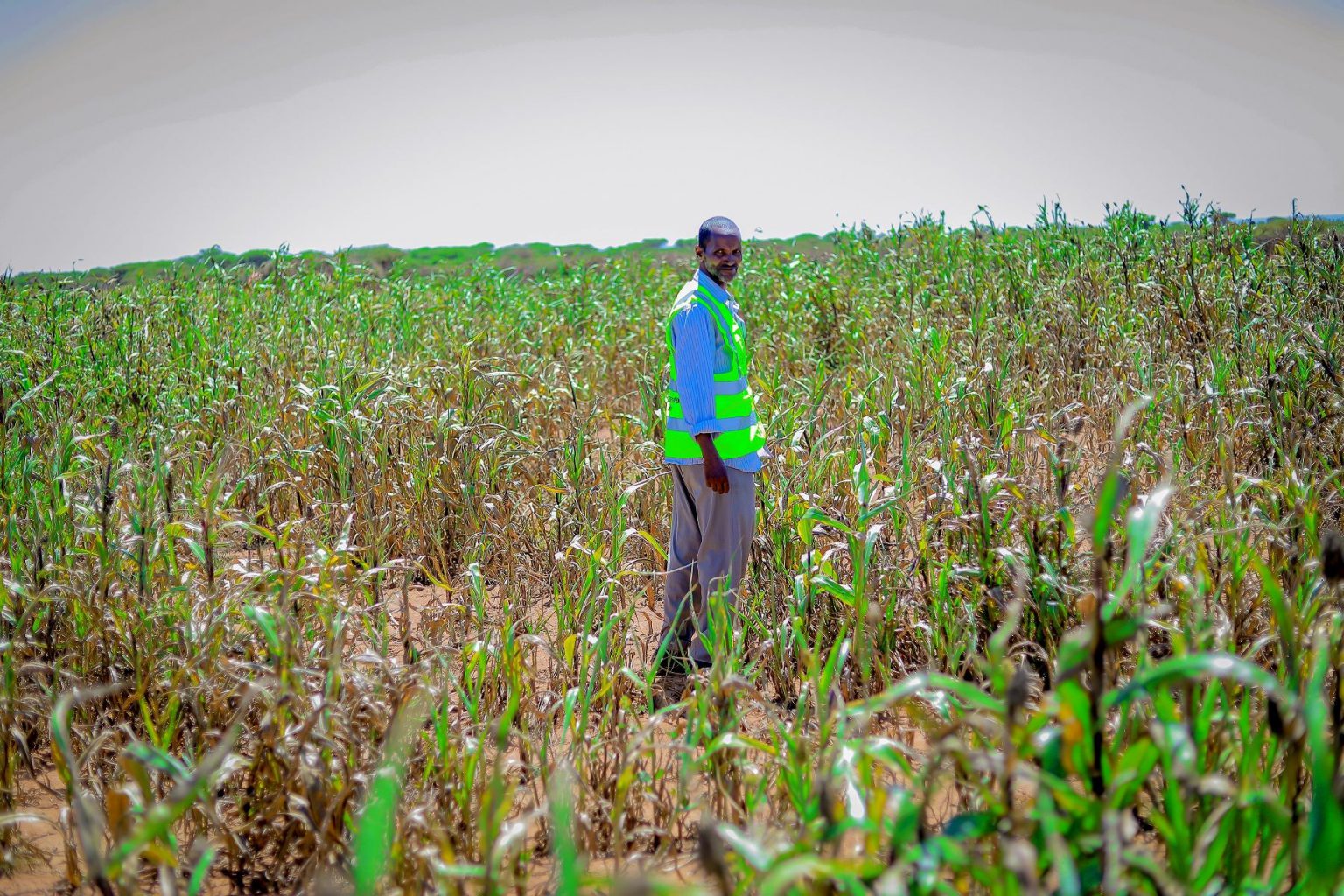 Rissiger Boden zeigt Dürreschäden. Ein Mann gießt Wasser in einen Kasten – Beitrag zur Trockenheitsbekämpfung und Frühwarnsystemen.