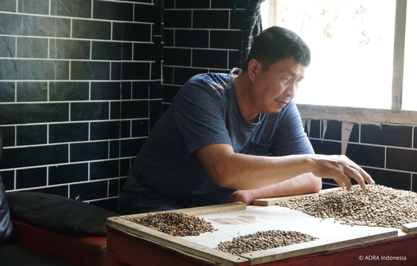 Ein Kaffeebauer in Marawola Barat, Indonesien, sortiert sorgfältig Kaffeebohnen von Hand auf einem Tisch – Teil des ADRA-Projekts zur Förderung nachhaltiger und klimaresilienter Landwirtschaft.