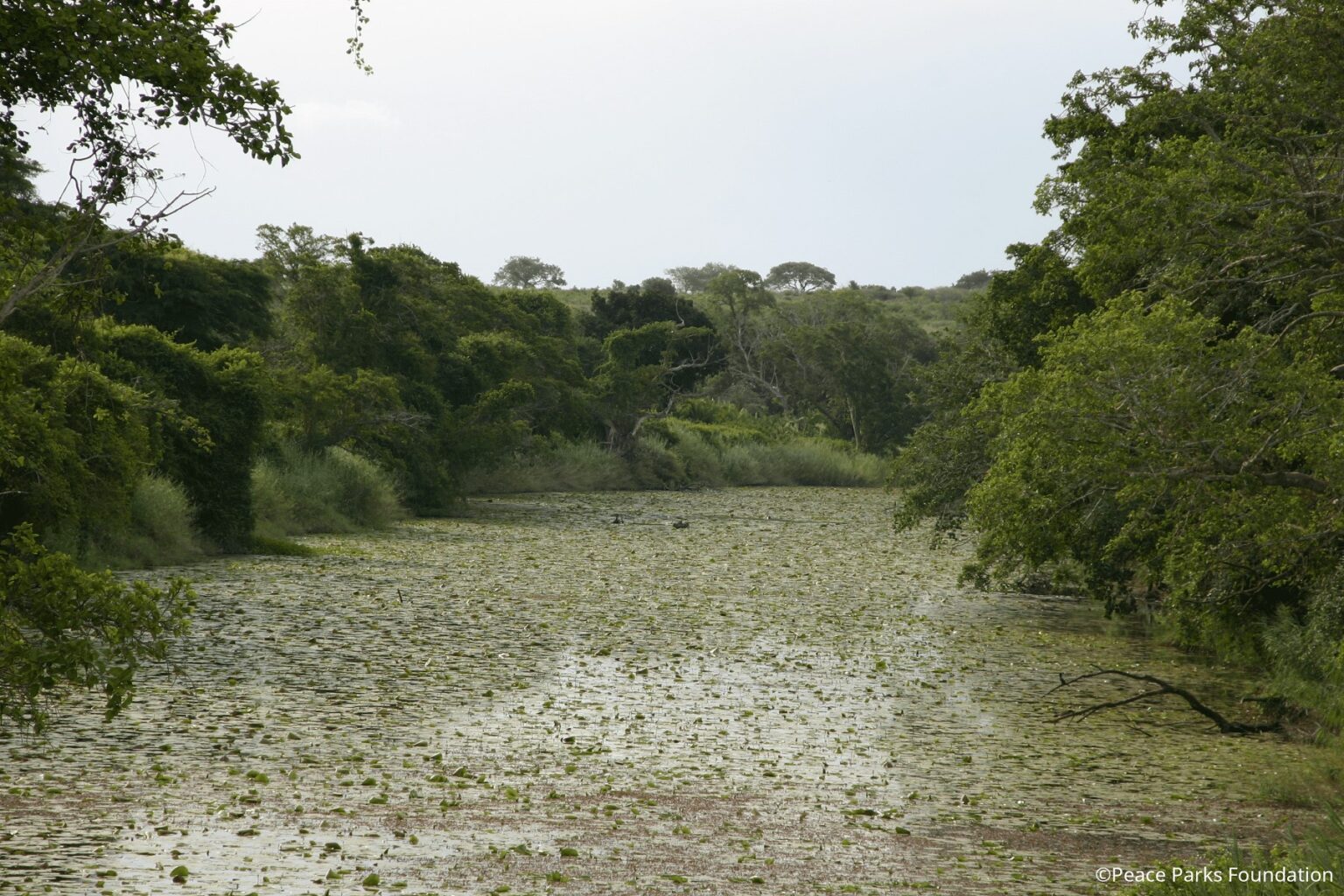 Wiederaufforstung von Mangroven stärkt Küstenschutz – Unwetter und Fluten verursachen weniger Schäden. (Foto: Peace Parks Foundation)