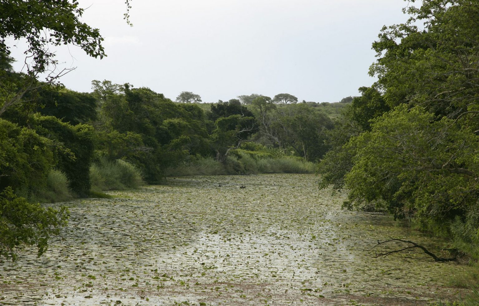 Wiederaufforstung von Mangroven stärkt Küstenschutz – Unwetter und Fluten verursachen weniger Schäden. (Foto: Peace Parks Foundation)