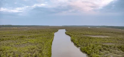 Mangroven schützen die Küsten vor Sturmfluten. (Foto: Peace Parks Foundation)