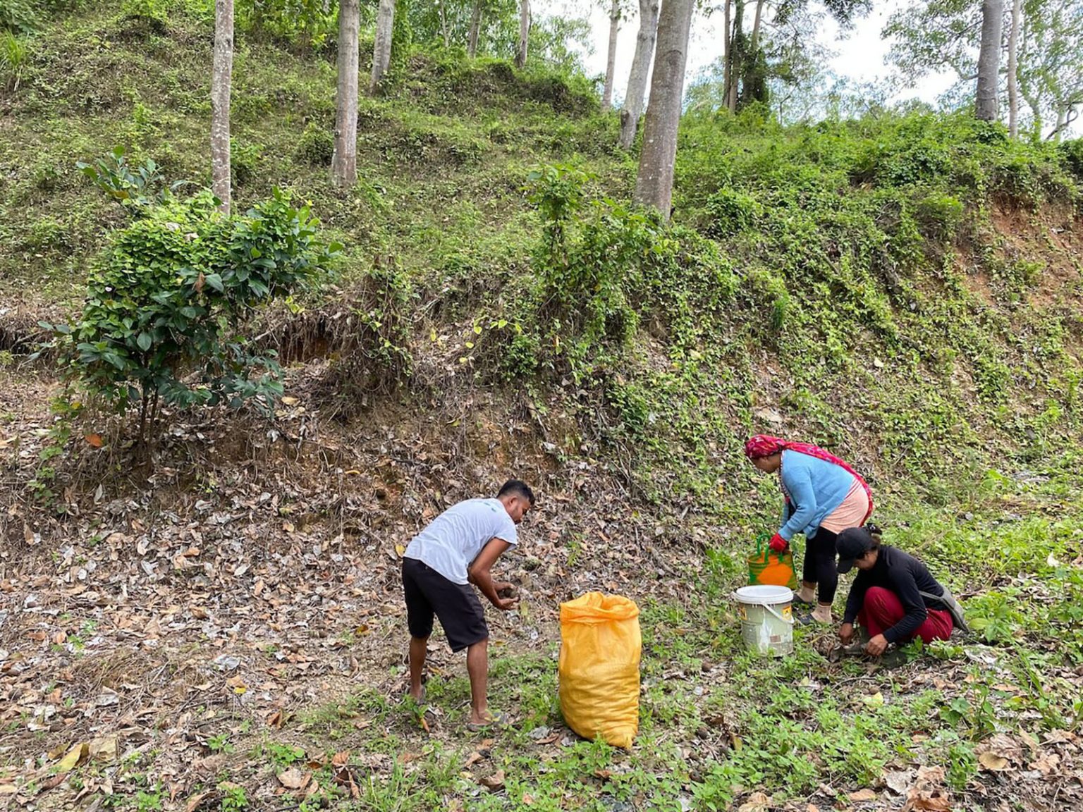 Drei Personen arbeiten am Waldrand im Bezirk Sigi in Indonesien. Sie sammeln Pflanzen oder Nüsse in Eimer und Säcke, um ausgelaugte Böden zu regenerieren und nachhaltige Landwirtschaft zu fördern.