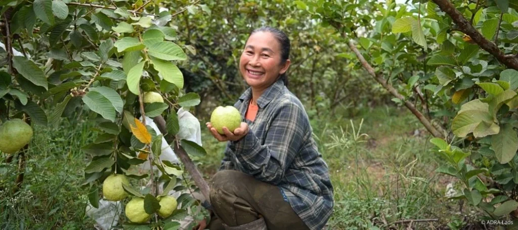 Eine lächelnde Frau arbeitet in einem Obstgarten in Laos und hält eine reife Guave in der Hand. Um sie herum hängen weitere Früchte an den Bäumen.