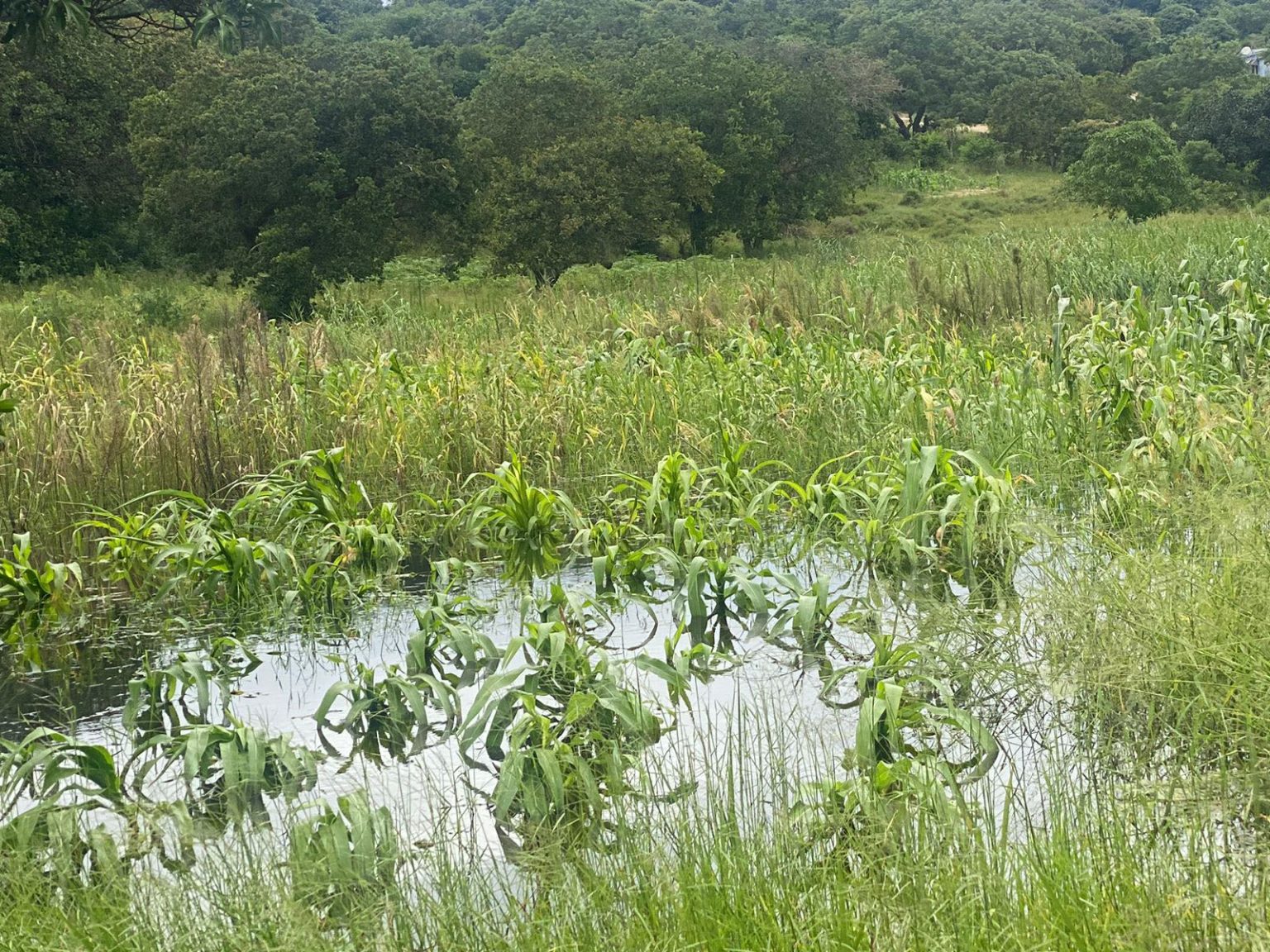 Überschwemmte landwirtschaftliche Flächen in Mosambik zeigen die Folgen heftiger Regenfälle und Unwetter.