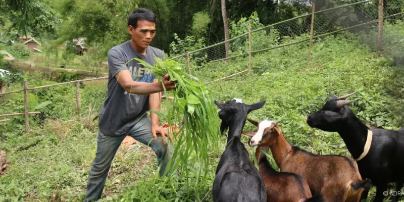 Ein Mann in einem Feld füttert Ziegen mit Gras