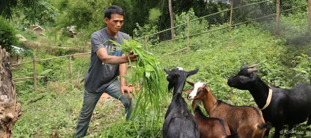 Ein Mann in einem Feld füttert Ziegen mit Gras