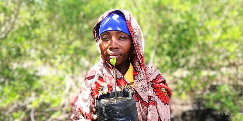 Eine-Frau-in-Mosambik-hält-einen-mangroven-setzling-in-der-hand