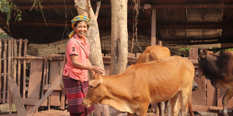 Glückliche Frau in Laos, umgeben von drei friedlichen Kühen, lächelt in die Kamera