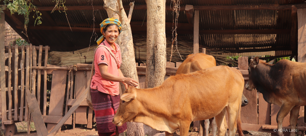 Glückliche Frau in Laos, umgeben von drei friedlichen Kühen, lächelt in die Kamera