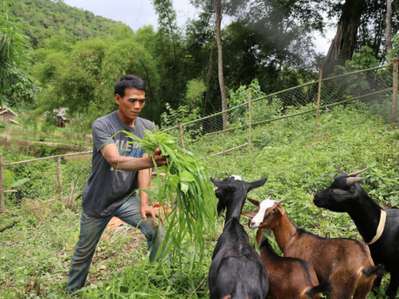 Header_Laos_PRO461015 Ein Mann in einem Feld füttert Ziegen mit Gras