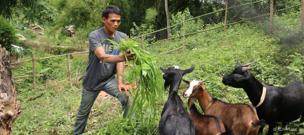Ein Mann in einem Feld füttert Ziegen mit Gras