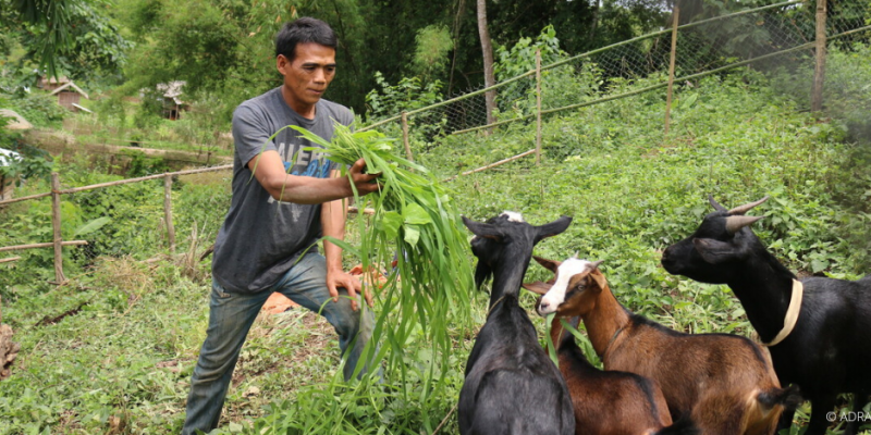 Ein Mann in einem Feld füttert Ziegen mit Gras