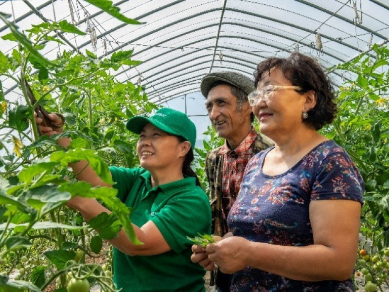Drei Personen stehen in einem Gewächshaus und pflegen Tomatenpflanzen