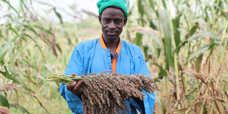 Ein Mann aus Mali steht auf einem Feld und hält stolz ein Bündel Hirse in der Hand, symbolisch für die landwirtschaftliche Arbeit und die Ernte in der Region.