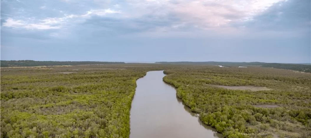 Mangroven schützen die Küsten vor Sturmfluten. (Foto: Peace Parks Foundation)