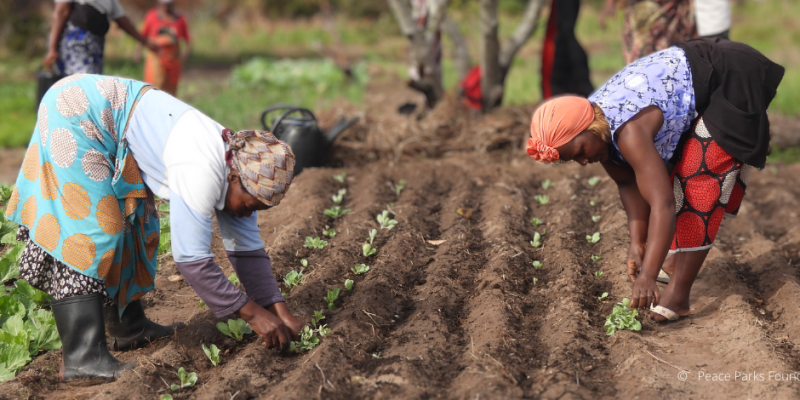 Landwirtinnen aus Mosambik sind dabei, Pflanzen einzusetzen.