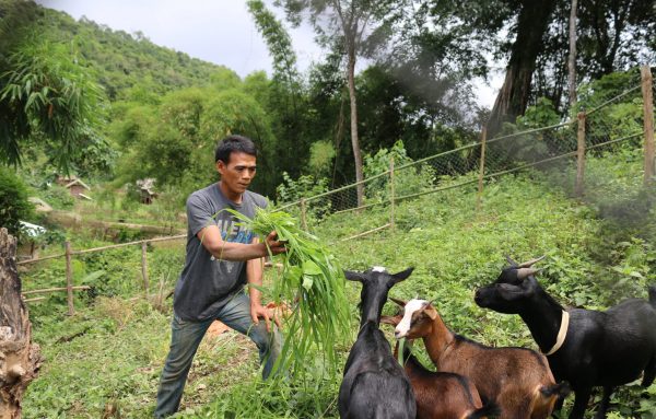 Ein Mann in einem Feld füttert Ziegen mit Gras