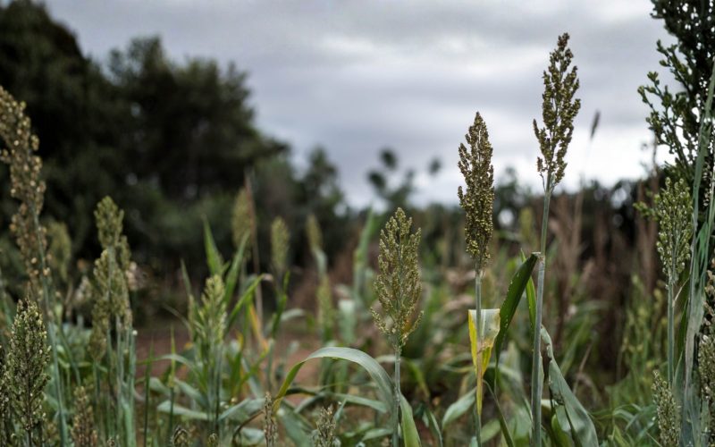 Getreide eines Landwirten in Afrika, hauptsächlich Hirse