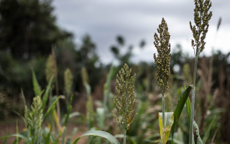 Getreide eines Landwirten in Afrika, hauptsächlich Hirse