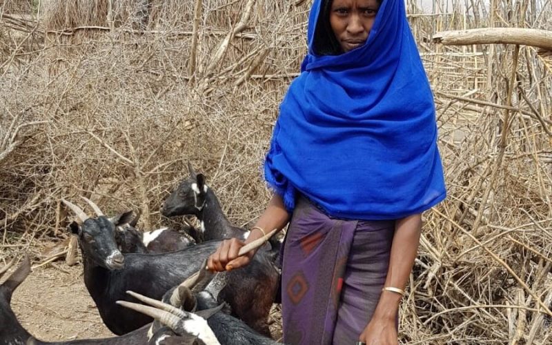 Äthiopische Frau mit einer blauen Kopfbedeckung erhält Ziegen von ADRA
