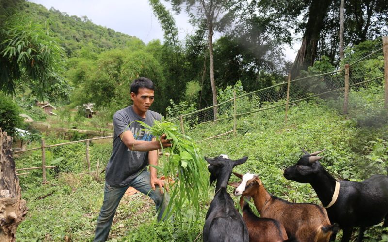 Ein Mann füttert Ziegen in Laos